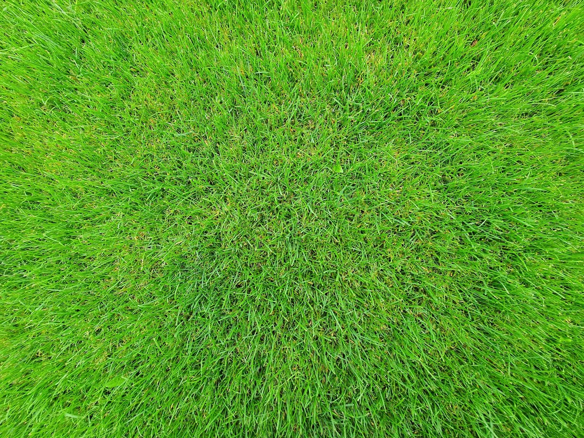 When Is the Best Time to Install Sod in Winnipeg — No-BS Yardwork