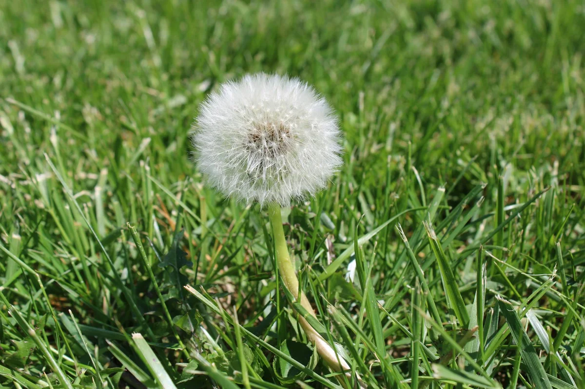 Dandelion control tips for Winnipeg lawns — No-BS Yardwork