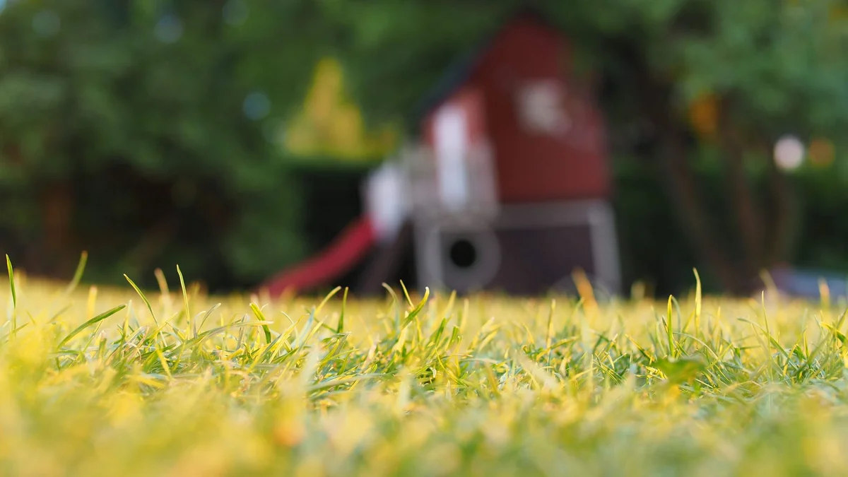 Yellow patchy grass lawn in Winnipeg — No-BS Yardwork