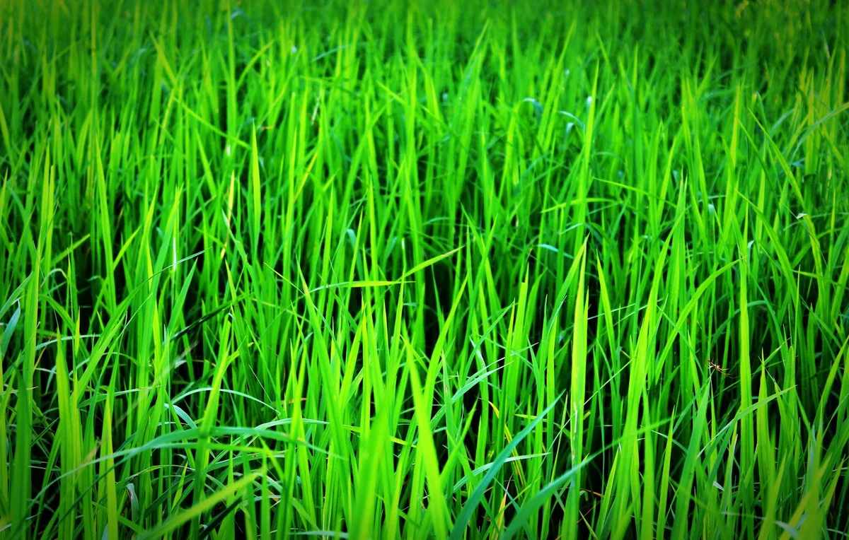 Signs Your Winnipeg Lawn Needs Fertilizer This Spring — No-BS Yardwork